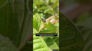 Blue Bottle Fly  bluebottle bottlefly fly flies bottleflies [upl. by Ahsinac169]