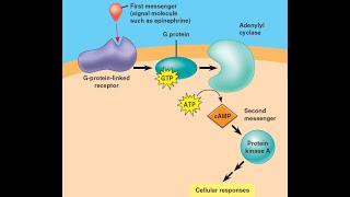 Examples of Hormones that use cAMP as a second messenger Cyclic Adenosine Monophosphate [upl. by Amliv]