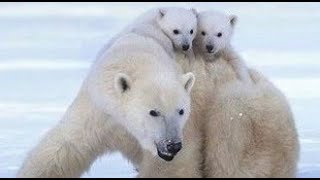 Les Ours Polaires 1  Mammifères  Documentaires Animaliers [upl. by Ajoop498]