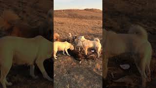 CESUR AKBAŞ KANGAL KAFKAS VE İKİ DİŞİ AKBAŞA KARŞI akbaş kangal guarddogs köpek alabai [upl. by Christan]