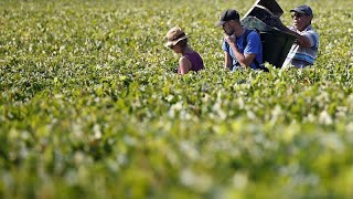 Tráfico humano e trabalho ilegal nas vindimas em França [upl. by Bohaty]