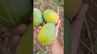 Nyari mangga di ladang shortsvideo [upl. by Anuala]