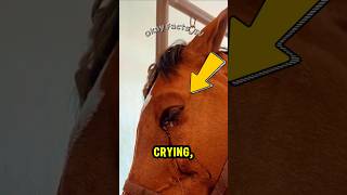 Why does the horse cry❓Did something hurt it❓crying horse shorts [upl. by Minor239]