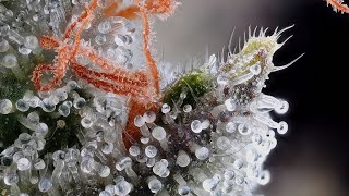 Cannabis Under A Microscope [upl. by Aoh]