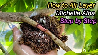 How to Air Layer Michelia Alba White Chamaca Step by Step  Magnolia Alba Propagation 白兰空中压条繁殖 [upl. by Dupuy]