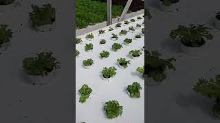 We grow food to keep you healthy hydroponics greenhouse farming philippines [upl. by Alli316]