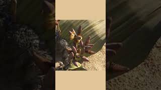 Welwitschia biology botany bsc easylearning msc study learn trending viral gymnosperms [upl. by Roddy]