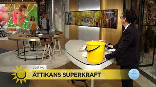 Marlene visar upp ättikans superkraft  Nyhetsmorgon TV4 [upl. by Saalocin]