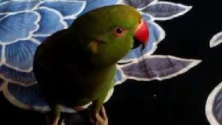 Hamara bolane wala Tota 🦜Mithu MastiPyara Mitthu ❤viral video like [upl. by Heins360]