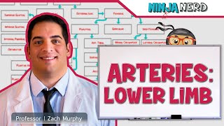 Circulatory System  Arteries of the Lower Limb  Flow Chart [upl. by Elwina]