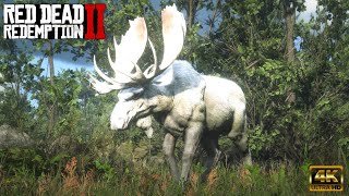 LEGENDARY INAHME ELK  4K HDR RED DEAD REDEMPTION 2 ONLINE reddeadredemtion2 [upl. by Edualc481]