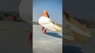 KABOOTER PUNJABI KABOOTER 13 KINGbirds pigeon short viralvideo [upl. by Arihay170]