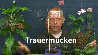 Trauermücken Larven im Substrat [upl. by Ykcub]