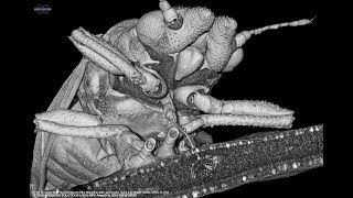 MicroCT of the Asian Citrus Psyllid feeding on a leaf of an orange tree [upl. by Feldman]