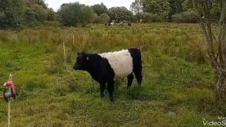 The very confused video cattle ponies outwintering in Ireland [upl. by Ailelc]