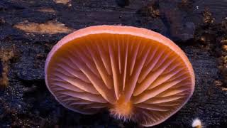 Amazing nature  Fantastic fungi  Moving Art  National Mushroom Month Music Video [upl. by Aicnatsnoc]