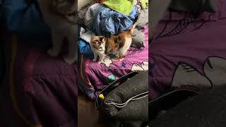 Investigating the spare room… cat catsnkittens catsofyoutube [upl. by Elsa]