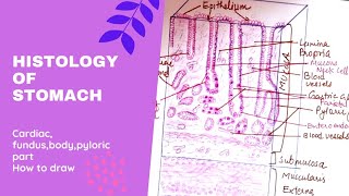 Histology of Stomach Cardiac Fundus Body and Pylorus  How to draw Histology of Stomach [upl. by Eanehs90]