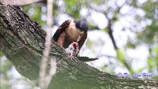 Rufous bellied Eagle [upl. by Sivad]