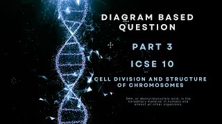 ICSE Class 10 Biology  Mitotic Cell Division  Late Prophase Explained with Diagram [upl. by Rodge]