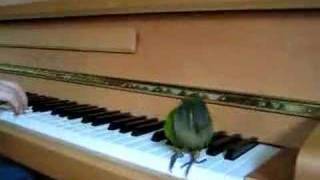 The Birdie Song  Georgie the Green Cheeked Conure Dancing [upl. by Esile]