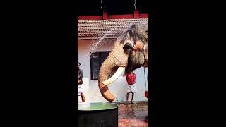 🙏❤️ Kerala Temple Festivals 😍🦣🙏 Delightful Elephants ❤️ Traditional South Indian Ceremony 🥰 [upl. by Olivann478]