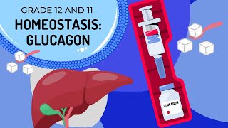 GLUCAGON HOMEOSTASIS The Endocrine System [upl. by Atillertse]