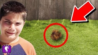 We Find Mystery Animal in Our Backyard HobbyPig is missing [upl. by Ressler]