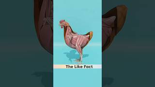 anda murgee ke pet mein kaise banta hai facts 3danimation shorts [upl. by Demakis553]