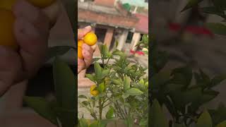 Muntala x 🍋🤪garden gardening [upl. by Danila]