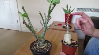 Pachypodium And Adenium Coming Out Of Dormancy [upl. by Fredenburg]