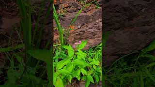 Joe Pye Weed shorts fyp flowers [upl. by Varick468]