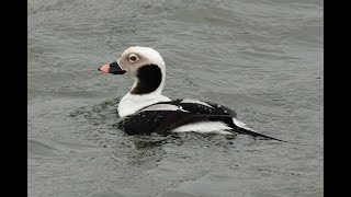 Longtailed Duck RSPB Snettisham Norfolk 4224 [upl. by Stockton]