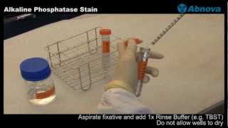 Alkaline Phosphatase Stain [upl. by Bernice]