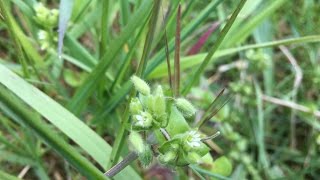 Vogelmuur Stellaria media  20170429 [upl. by Aipotu377]