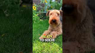 The Airedale Terrier The Ultimate Furry Sleuth 🕵️‍♂️🐶 DogOfMystery AiredaleAdventure [upl. by Adnorat32]