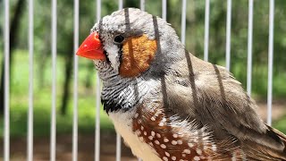 Zebra Finch singing in the morning  The sound of birds singing will make you feel less lonely [upl. by Nord]