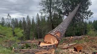 A few pines and a perfect little Doug timber falling in norcal [upl. by Feeney29]