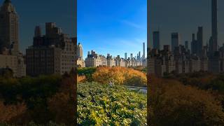 Overlooking Central Park the roof garden at Metropolitan Museum of Art 🤩 nyclandmarks [upl. by Hugibert520]