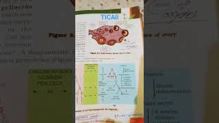 शुक्राणु  Structure of a sperm Spermatogenesis  Oogenesis  Transport of ovum  Fertilisation [upl. by Trixy666]