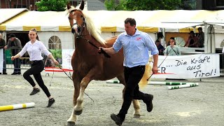 NORIKER JUNGSTUTENSCHAU In St Johann in Tirol 2023 [upl. by Maridel717]