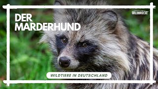 Der Marderhund Wildtiere in Deutschland [upl. by Adnocahs]