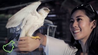 DONT BE PART OF IT WILDLIFE CRIME  PSA FILM Iklan Layanan Masyarakat [upl. by Mihe]