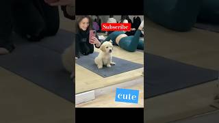 Puppy reaction after seeing mirror 🐶viralvideo puppy shortsfeed shorts dog doglover cute [upl. by Zackariah]