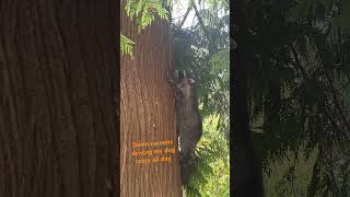 Damn racoons animal racoon outdoors dog pnw funny annoying wildlife hunting [upl. by Brozak770]