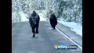 Wild Photos Capture Grizzly Chasing Bison in Yellowstone National Park  BEAR VS BISON [upl. by Wilinski736]