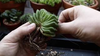 Propagating Succulents  Haworthia Truncata Lime Green [upl. by Sicular]