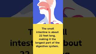 Gastroenterology Facts Did you know gastroenterology didyouknowfacts facts medfacts [upl. by Lareneg]