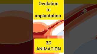 OVULATION TO IMPLANTATION howtogetsuccessinlife fertility ivfjourney motivation baby anatomy [upl. by Reviere]