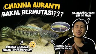 CHANNA AURANTI KOK BEGINI SIH WARNANYA SEMAKIN PUDAR GAES [upl. by Eillit448]